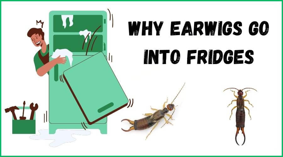 Why Earwigs Go Into Fridges